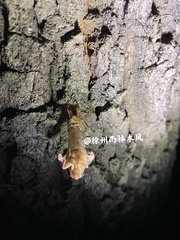 Yezoterpnosia obscura