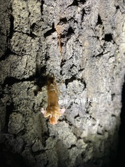 Yezoterpnosia obscura