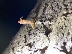 Yezoterpnosia obscura
