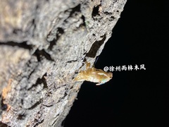 Yezoterpnosia obscura