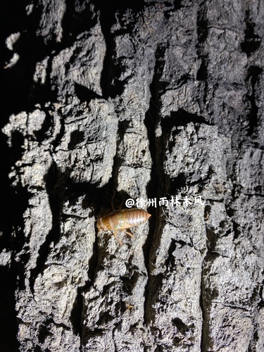 Yezoterpnosia obscura