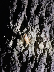 Yezoterpnosia obscura