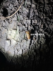 Yezoterpnosia obscura