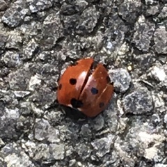 Coccinella septempunctata