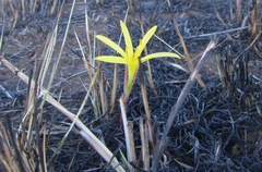 Cyrtanthus breviflorus