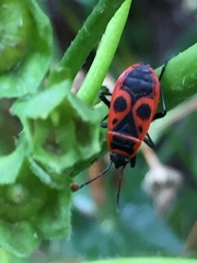 Pyrrhocoris apterus