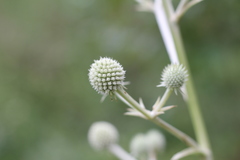 Eryngium paniculatum