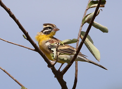 Emberiza flaviventris kalaharica