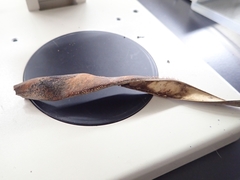 Nectria pseudotrichia