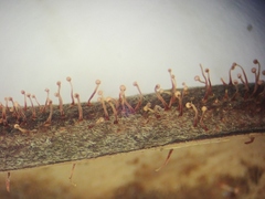 Nectria pseudotrichia