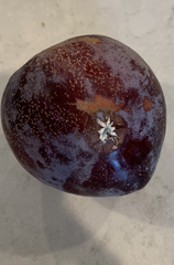 Penicillium
