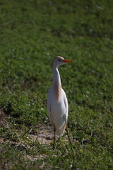 Bubulcus ibis image