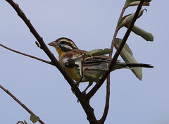 Emberiza flaviventris kalaharica