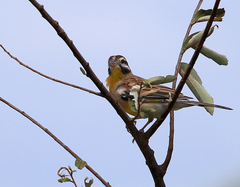 Emberiza flaviventris kalaharica