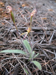 Caladenia williamsiae