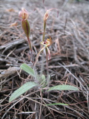 Caladenia williamsiae