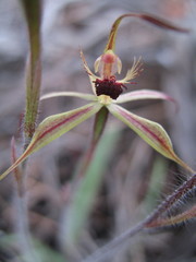 Caladenia williamsiae