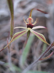 Caladenia williamsiae
