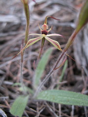 Caladenia williamsiae