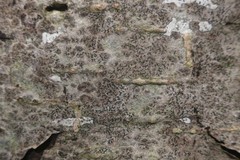 Pseudoschismatomma rufescens