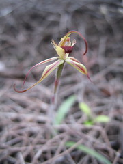 Caladenia williamsiae