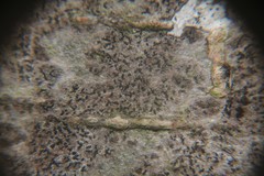 Pseudoschismatomma rufescens