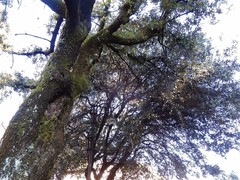 Quercus