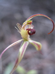 Caladenia williamsiae