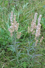 Pterocaulon cordobense