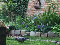 Columba livia domestica