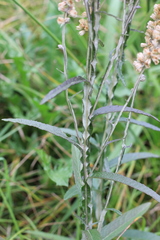 Pterocaulon cordobense