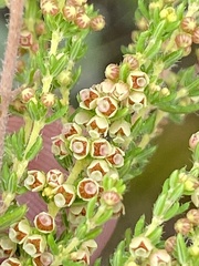 Erica leucopelta