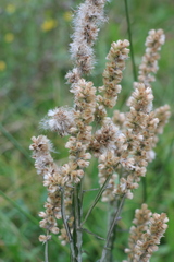 Pterocaulon cordobense