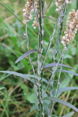 Pterocaulon cordobense