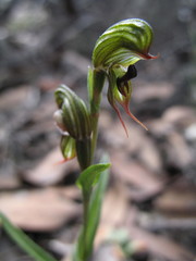 Pterostylis sargentii