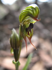 Pterostylis sargentii