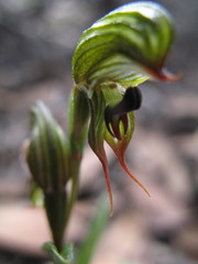 Pterostylis sargentii