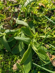Silene latifolia alba