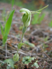 Pterostylis setulosa