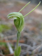 Pterostylis setulosa