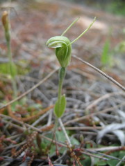 Pterostylis setulosa