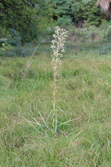 Eryngium paniculatum