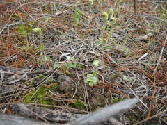 Pterostylis setulosa