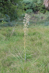 Eryngium paniculatum
