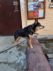 Canis familiaris