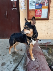 Canis familiaris
