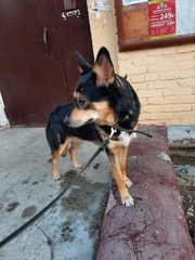 Canis familiaris