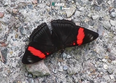 Adelpha lycorias