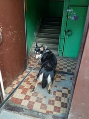 Canis familiaris