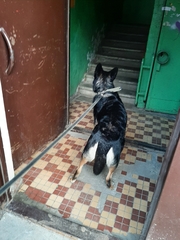 Canis familiaris